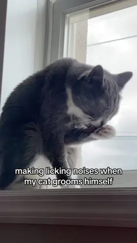 my bad bro😭 #catsoftiktok #cat #cashthecat #catlover #cutecat #PetsOfTikTok #animalsoftiktok #animallover #rescuecat #catmom #fyp #viral #trending #fypツ