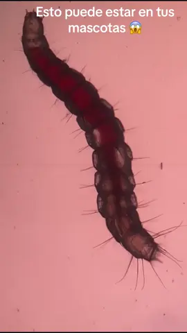 Esta larva de pequeño tamaño pertenece a un gato es una larva de  pulga, no son faciles de ver, ya que no les gusta la luz. #veterilab #laboratorioveterinario #mascotastiktok 