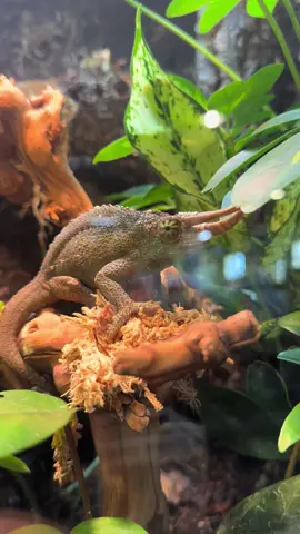 Little man wanted nothing to do with me.  #chameleon #chameleons #lizard #lizards  #lizard #lizards #lizardsofinstagram #lizardlover #lizardlife #pet #pets #animal #animals #pet #pets #reptile #reptile #reptilekeeper #reptilelover #reptilesofinstagram #daily #instagram #tiktok #reels #viral #boise #idaho 