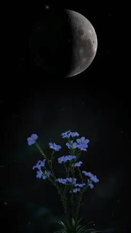 انشودة غرباء غرباء ولغير الله لا نحنى الجباه #اناشيد_بدون_موسيقى #اناشيد_متنوعة #لا_اله_الا_الله #محمد_رسول_الله #صلى_الله_عليه_وسلم #غرباء_ولغير_الله_لانحني_الجباه 