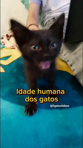 Qual a idade humana do seu gato? Aqui eu tenho de todas as idades!  A Mel é a mais velha com idade entre 65 a 94 anos humanos.  #idade #petlovers #explorar #gateiros #felinos #meugato #felinosbr #gatos #petinfluencers #Influencers #gatosdetiktok #pet #catlover #pets #gatopreto 