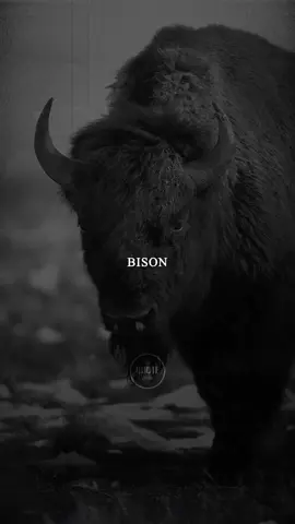 Be like the Bison.