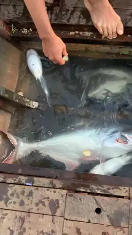 Thức cả đêm cũng ổn hả em@hng.ru0 #câucá #fishing #xuhuong  ae nhìn biết mồi gì rồi phải không. #BếnThuêXuồngĐenMỹHòaHưng 