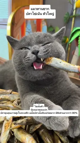ปลาไข่เน้นๆสำหรับแมวทานยาก #ปลาไข่ #ปลาไข่ ฟรีซดราย #ปลาไข่ฟรีซดรายแมว #ขนมแมว