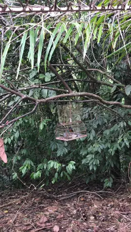 Cas PiKat Lama Parking 🦅🐍  Selamat Menonton 😘  #muraibatu  #muraibatuindonesia  #muraibatumalaysia  #hobi  #anakkampung  #fyp  #fypシ  #fypwoi  #bismillahfyp  #foryou  #foryoupage  #hobikamimahal  #jangankecam 