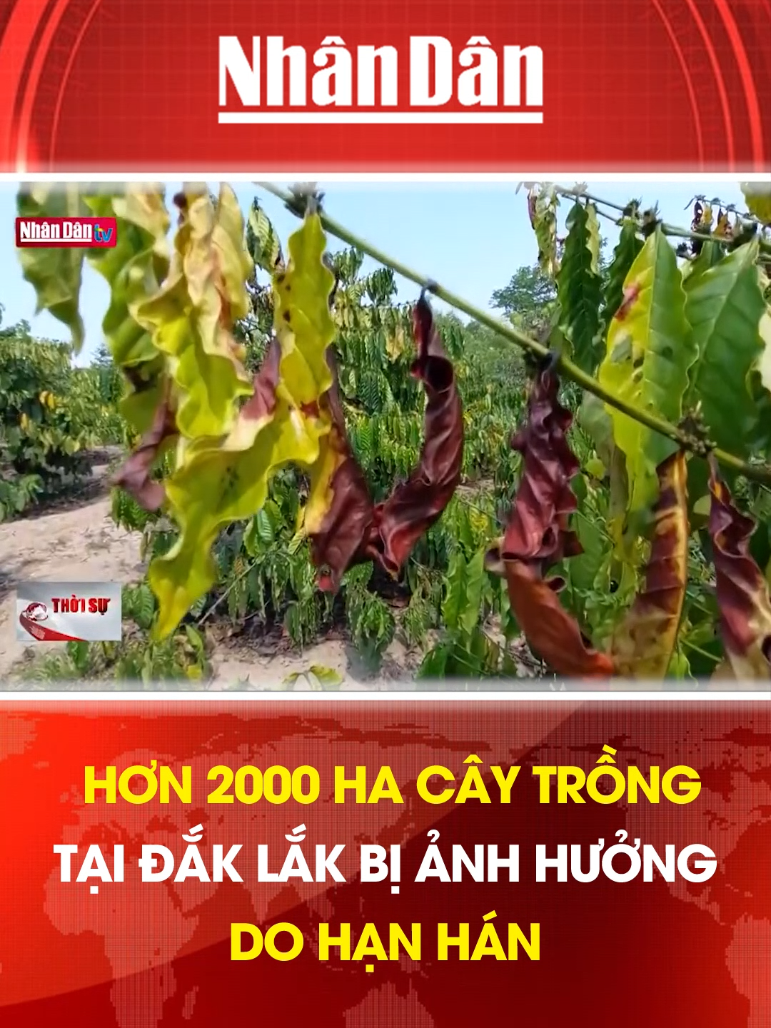 Hơn 2000 ha cây trồng tại Đắk Lắk bị ảnh hưởng do hạn hán #baonhandan #mcv #tiktoknews #socialnews #tintuc24h #caytrong #daklak #hanhan