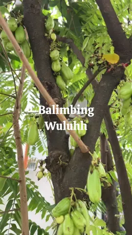 Haseuuum kacida baraya 😀 #aa_njay #barayabiriyiaanjay #rizalakbarazhari #orangsunda 