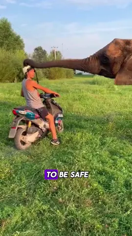Interesting #elephant #animals #foryou #cute 