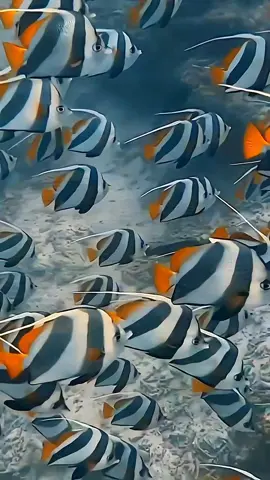 #sea #ocean #underseaworld #medusa #fish #relax 