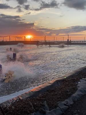 #sunset #lombok #shrimp #aquaculture #tambak #sore 