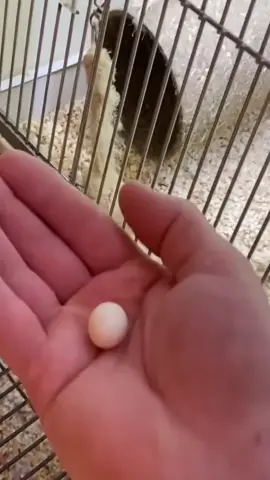 The boy bought a tiny egg to hatch. The results far exceeded expectations #animals #pet #rescue #animalrescue #egg #bird #parrot #mrtwo 