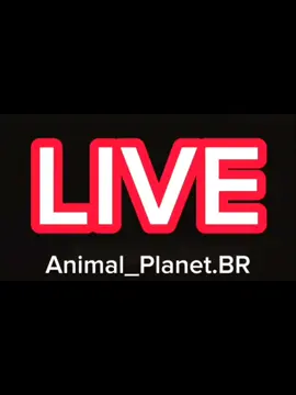 Namíbia Selvagem #AnimalPlanetBR #namibia #africa #selvagem #live #ciclodavida #foryou 