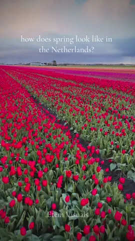 Tulip fields of Holland🌷🇳🇱 #fyp #netherlands #tulips #netherlandstiktok #netherlandstravel #tulpen #tulipfields #europetravel #spring #dronevideo #holland #spring #travelling 