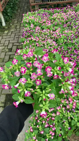 Bunga Teronia  #tanamanhias #tanaman #bunga #plants #cantik #fyp 