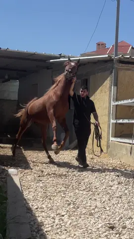 زلزال🐎🤎#مربط ال تميمي🐎🤎#خيل_وخياله🐎 #خيل_عربي_اصيل #خيل 