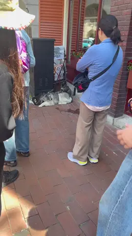 😌😌😌 #cutedogandcatvideo #pets #dog #cat #love_cutepets 