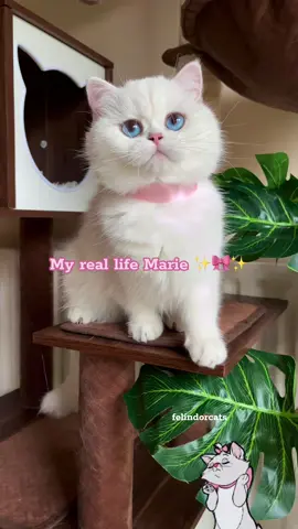Have you ever dream to have a cat like Marie from the Aristocats?!✨🎀✨#cat #catsoftiktok #kitten #cutecat #whitecat #whitecatblueeyes #mariearistocats #aristocats #disney #fyp #exploremypage #tiktok 