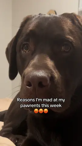 Ugh!! My pawrents are so rude!!! #PetsOfTikTok #labpuppy #labradorretriever #fyp #viral #chocolatelab #1min #longervideos #puppylove 