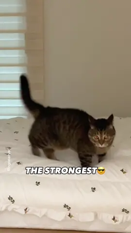 I'm the strongest cat on Earth!💪🌏