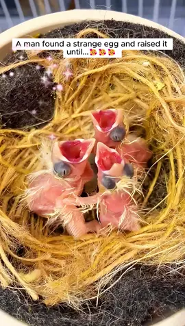 A man found a strange egg and raised it until... #animals #animalrescue #rescue #animalsoftiktok #fyp #animallove #animallovers #bird #birdsoftiktok 