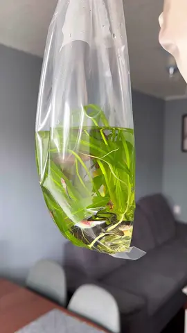 Покупка новых аквариумных растений 😍 #аквариум #bettafish #акваскейп #aquariumplants #аквариумныерастения 