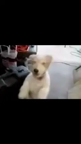 doguinho branco rindo#xbcyza #cachorro#meme#funny#videosnapchallenge 