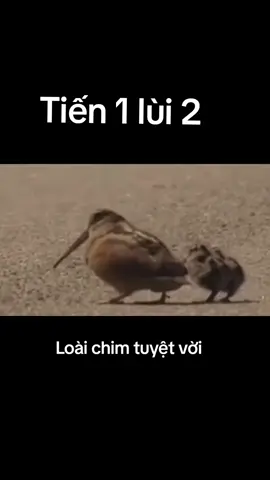 Bước đi bá đạo nhất hành tinh #loaichim 