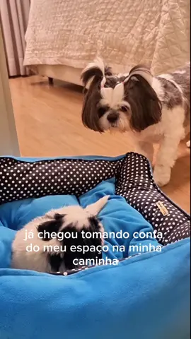 Não pedi, mas ganhei uma irmãzinha aumiguinhos #shitzu #filhotes #shitzubrasil #irmã 
