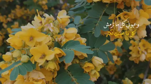 حبك احضنه بجفني 😔❤ #capcut #حديقة #ورد #باسم_الكربلائي #جمال 