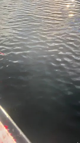 #greenlandshark #shark #greenland #fishing 