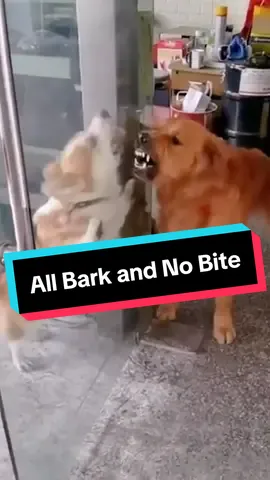 All Bark and No Bite @Justin Rigney #dog #dogs #puppy #goldenretriever #corgi #doglover #dogmom #react #fyp 