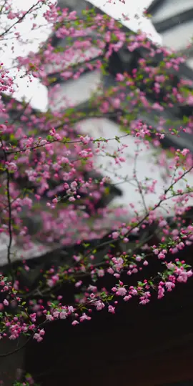 Hoa hải đường trong sương rất đẹp, người đầu tiên tôi nghĩ đến chính là em! 烟雨海棠很美,我第一个想到的就是你。#学中文 #canhdeptrunghoa #hoahaiduong #中国很漂亮 #中国景色 #