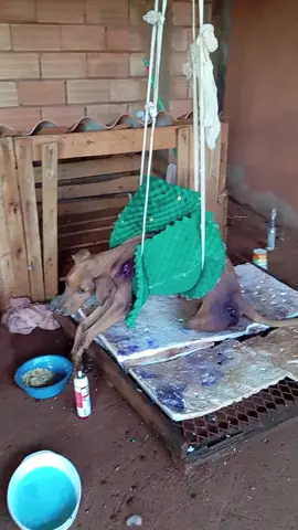 E já se vão 30 dias de luta pela vida🙏 Vou com ela até o fim.#VoluntariadoAnimal #AdoteNãoCompre #ONGRAAP #animaisabandonados #amoraosanimais 