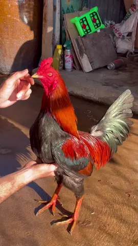 Bến thế cực giỏi