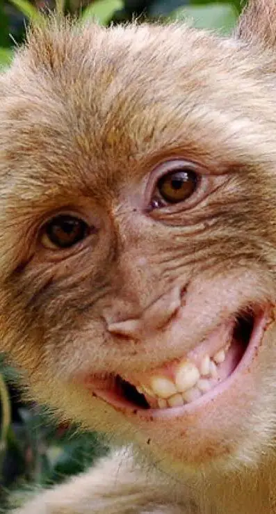 beberapa foto monyet 🐒 ,tapi yang terakhir monyet apa ya? #monyet #monyetlucu #fyp #fypシ 