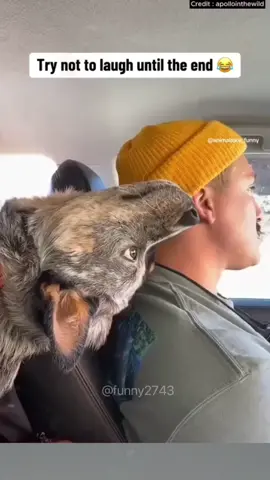 The last one🤣#funny #funnyanimals #cuteanimals #pet 
