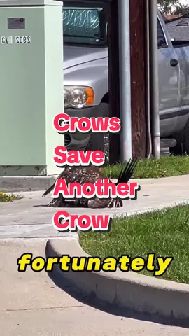 Crows save another crow. Just imagine how much better our world would be if all humanity was like this...🤗💜 🔹️ #crowsoftiktok #crows #corvus #hawk #hawks #birdsoftiktok #bird #blackbird #animals #nature #birds #amazing #wholesome #humanity #trending #viral 