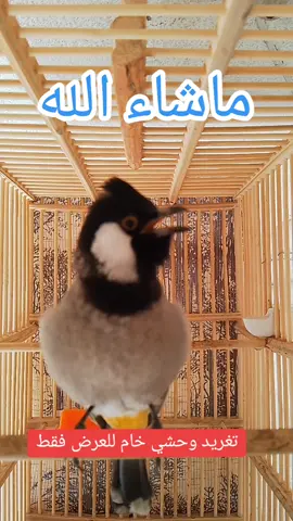 #تغريد_بلبل #اللهم_صل_وسلم_على_نبينا_محمد #بلبل_عراقي_ابيض_الخدين #بلابل_العراق #بلبل_الخليج #بلابل_الكوت #صعدو_الفيديو #لايك #اشتراك #a #1 #100k #1m 