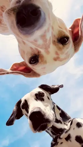 #wallpaper #dogsoftiktok #fyp 