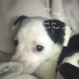 My bingo bingo baby I love you🩵🐶 @Nina the puppy✨ #CapCut #template #fyp #dogsoftiktok #puppytiktok #vaiprofycaramba 