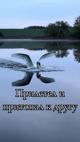 Сегодня Алесь не был слишком оригинальным, прилетел и притопал, как и вчера.  #милоевидео #лебедь #swan #бит #белыйлебедь #друг #полетели #полетели #Love #полёт 