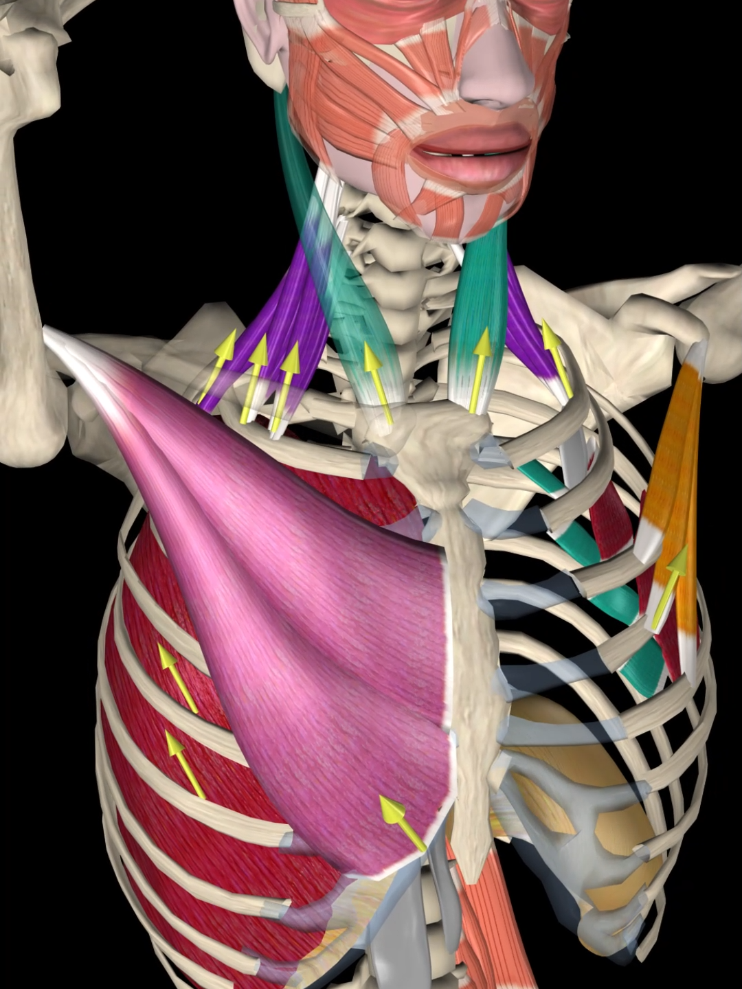 Ever wondered which muscles help you breathe when you're performing high-intensity exercises? Forced inspiratory breathing goes beyond just your diaphragm, engaging multiple muscles to help you inhale and exhale deeply. Key players include the intercostal muscles, which help expand and contract the rib cage, and the abdominal muscles, crucial for forceful exhalation.  Additionally, muscles like the scalenes and sternocleidomastoid elevate the ribs, maximizing air intake. 💪Looking to gain a deeper understanding of the human anatomy?!  Check out the Muscle and Motion STRENGTH TRAINING APP, link in the bio! 📷 #Breathing #Fitness #Muscleandmotion