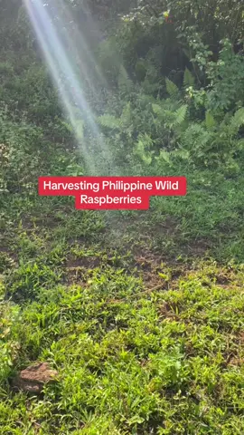 Harvesting Philippine Wild Raspberries       #foryou #foryoupage #fyp #countrylife #countryside #countrysidelife #countryliving #wildberries #wildstrawberries #nativestrawberries #strawberries #philippinewildstrawberries #raspberries #wildraspberries #philippineraspberries 