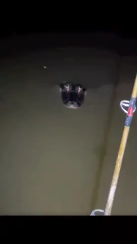 Cá lóc này lạ quá😂 #giaitri #cauca #haihuoc #xuhuong #viral 