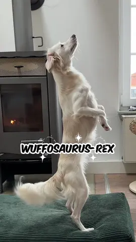 @Tobi Langer Wie viel WUFFOSAURUS-REX steckt in meinem Hund? #hund #wuffzessin #wuffinator #fy #fyp 