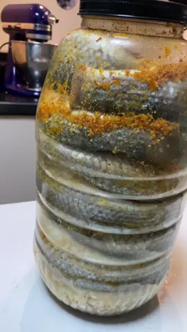 فسيخ🐟🐟 سريع فى ٨ ايام  هتدمنوا 😋😋😋 اول حاجه قولولى متحمسين  تشوفوا بارت 2 عشانن تعرفه النتيجه تعرفوا ازى تخلوا الفسيخ وبتحبه ايه اكتر الفسيخ ولا الرنجه ؟  إذا وزن السمكه اكتر من نص كيلو متفتحوش عليه قبل ١٠ ايام بظبط  لكل كيلو من السمك كوب  ملح خشن  معلقه كبيره شطه معلقه صغيره كركم ربع كوب زيت نباتى   #فسيخ #شم_النسيم #شم_نسيم #سمك_طازج #اكل #أكل #اكلاتي_حلوياتي_معسلاتي_طبخ_طباخات_وصفات_انستغرام_هاشتاق_تصميمي_تصويري_ابداع_مبدعه_طبخات_وحلويات #شم_الفسيخ #فسيخ_فلسطيني #فسيخ_ورنجة #رنجه #اكسبلور_explore #أكسبلور #اكسبلور_العراق_السعوديه_الاردن_ايران_الكويت_طق_لايكات_كومنت_يلاا💙 #اكسبلور_explored #explorar #explorepage✨ #explorer #exploremore 