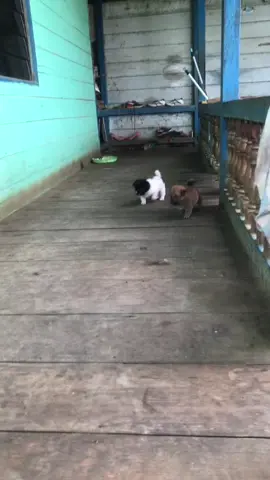 #anabul #anakanjingfyp 