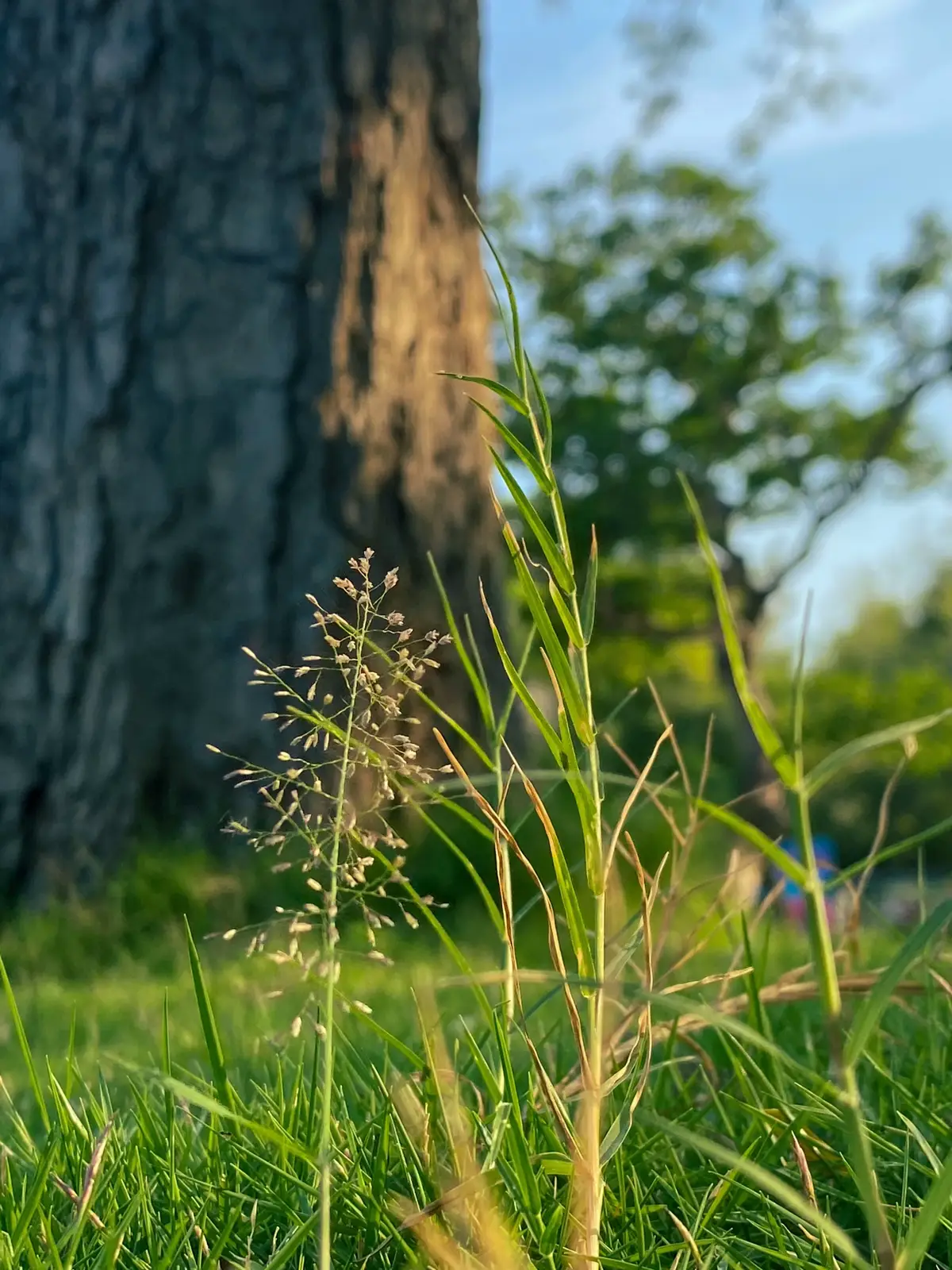 đền thờ Bác🪷