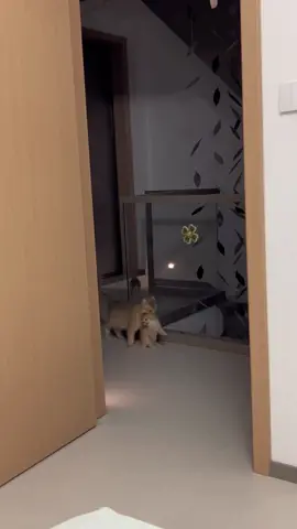 I don't know where it is going to take the child. #cat #cute #fyp #funnyvideos #catsoftiktok 