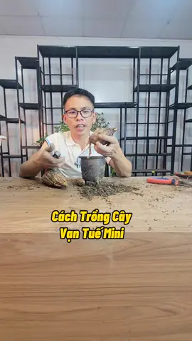 Cách Trồng Cây Vạn Tuế mini #thichtrongcay #cachtrongcay #kichre #phanboncay #trongcay #nutrik #nutrirootmax #namxelan90 